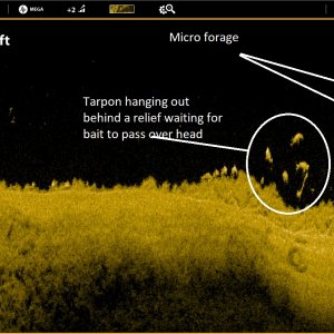 tarpoon on fishfinder.jpg